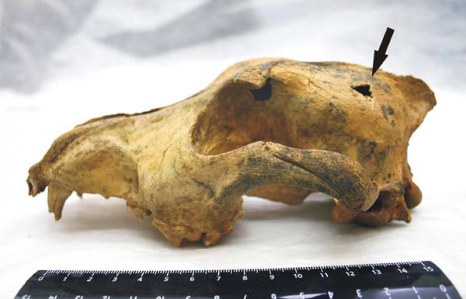 S-au descoperit resturi fosile ale unui câine care a trăit acum 33.000 de ani