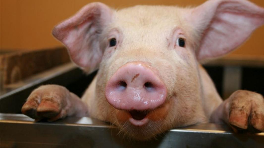 România și Bulgaria vor să obțină acordul CE pentru reluarea exporturilor de porci vii în spațiul comunitar