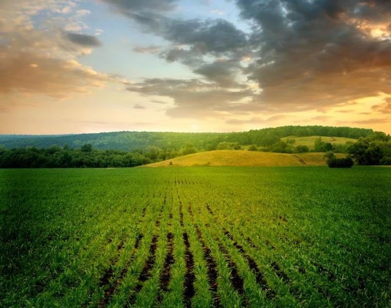 Energia şi agricultura - duo-ul care va transforma România într-o ţară dezvoltată
